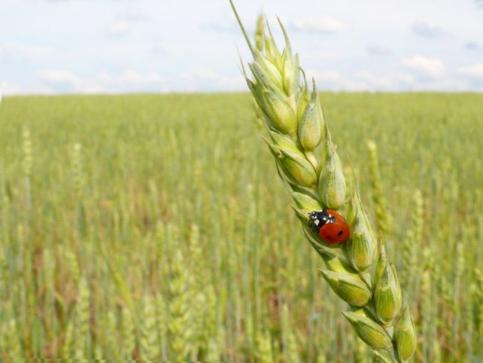 Фонд «Центр компетенций Амурской области» предлагает сельхозтоваропроизводителям новый график обучения для работы в программе ФГИС «Зерно».