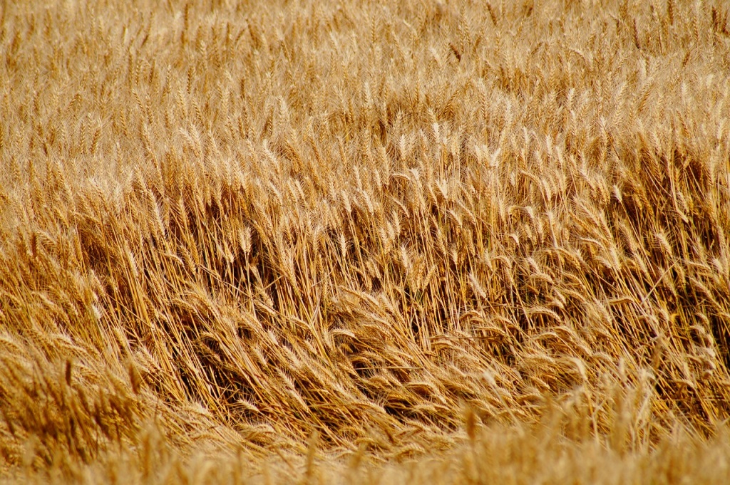 wheat-1529113_1280.jpg